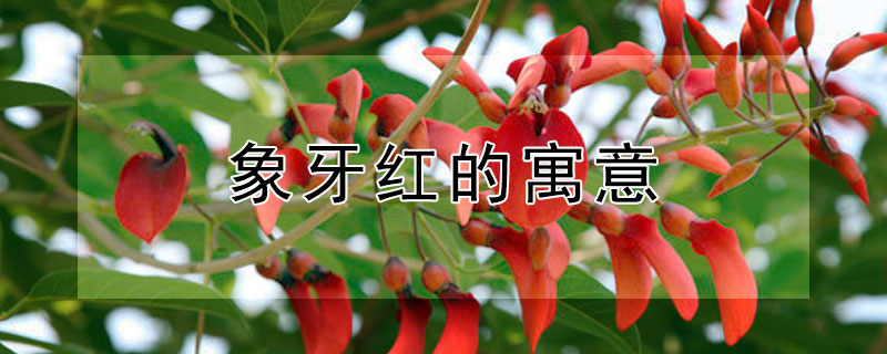 象牙红的寓意 什么是象牙红