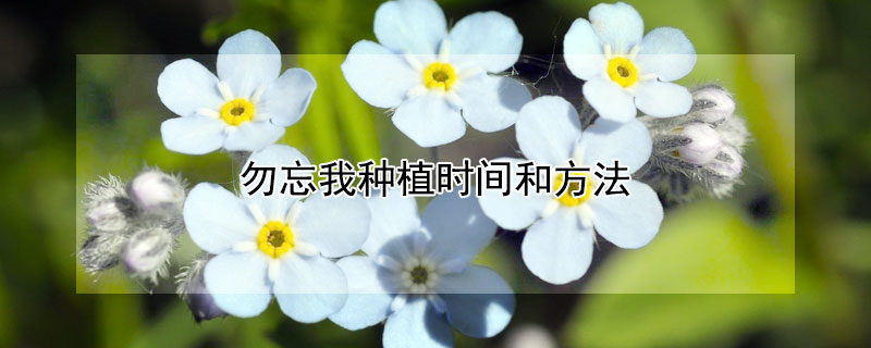 勿忘我种植时间和方法 勿忘我种植方法全过程