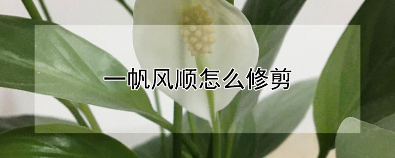 一帆风顺怎么修剪（一帆风顺怎么修剪呢）