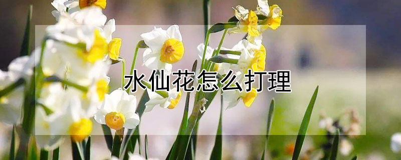 水仙花怎么打理 水仙花怎么打理好看