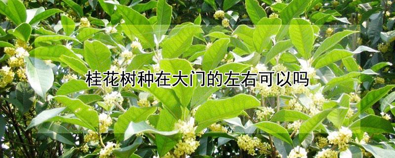桂花树种在大门的左右可以吗 桂花树可以种在大门旁边吗