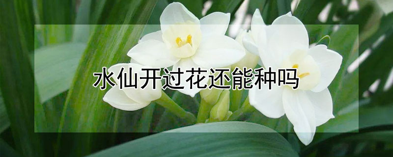水仙开过花还能种吗 水仙开过花还能种吗图片