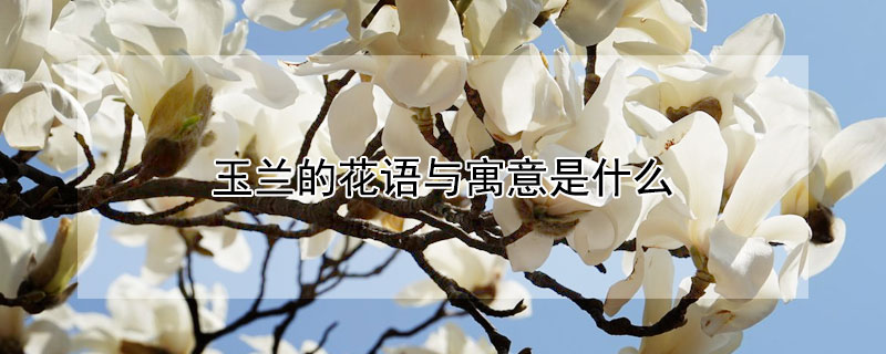 玉兰的花语与寓意是什么（玉兰的花语与寓意是什么意思）