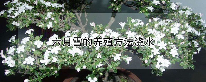 六月雪的养殖方法浇水（六月雪的养植方法）