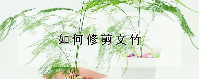 如何修剪文竹（如何修剪文竹的图解）