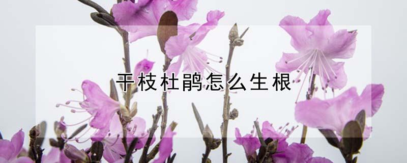 干枝杜鹃怎么生根（干枝杜鹃怎么生根快）
