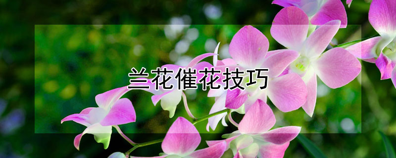 兰花催花技巧 兰花催花技巧肚子