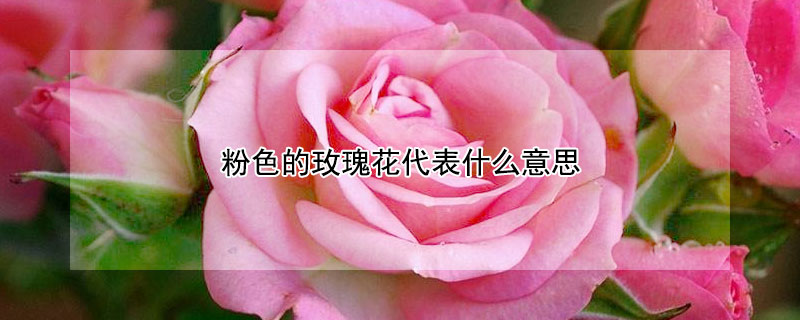粉色的玫瑰花代表什么意思 粉色的玫瑰花代表什么意思花语