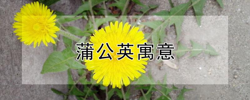 蒲公英寓意 坟上长蒲公英寓意
