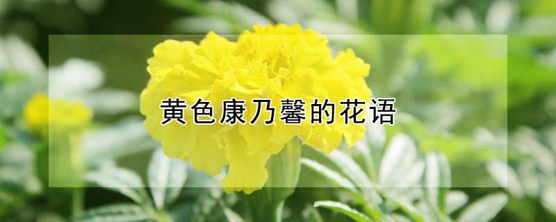 黄色康乃馨的花语 黄色康乃馨的花语是什么