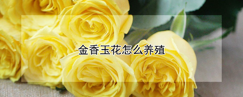 金香玉花怎么养殖 金香玉花怎么养殖的
