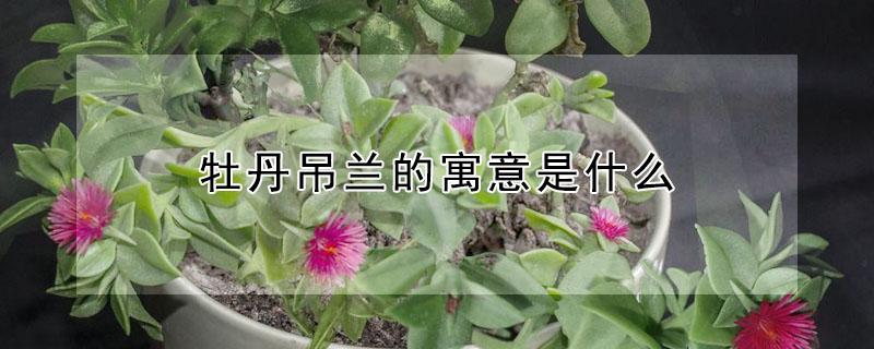 牡丹吊兰的寓意是什么 牡丹吊兰的好处