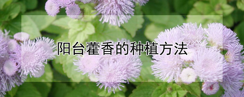 阳台藿香的种植方法 阳台藿香的种植方法能用淘米水浇灌吗?