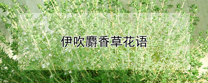 伊吹麝香草花语（麝香草花叶提取物）