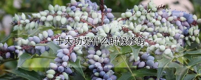 十大功劳什么时候修剪（十大功劳怎样修剪）