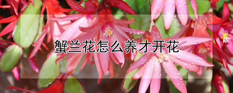 蟹兰花怎么养才开花 蟹兰花养护方法