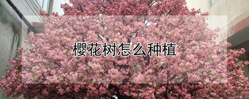 樱花树怎么种植（樱花树怎么种植又粗又直）