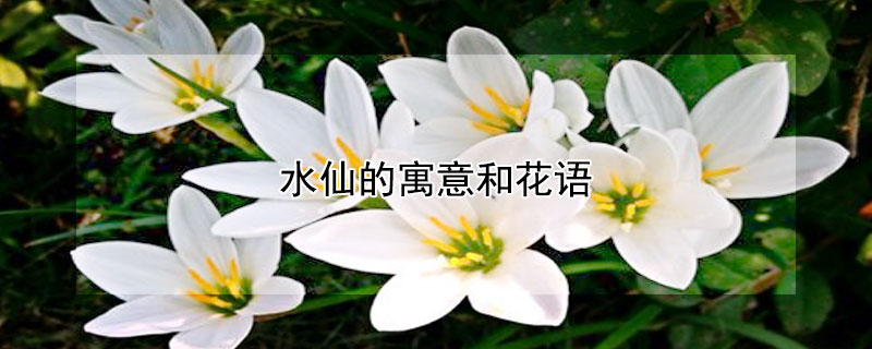 水仙的寓意和花语（水仙的寓意和象征意义）