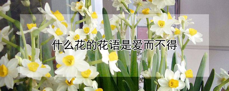 什么花的花语是爱而不得（什么花的花语是爱而不得暗恋）