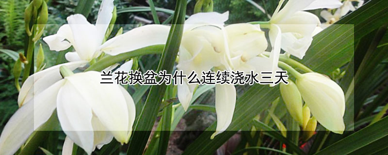 兰花换盆为什么连续浇水三天（兰花换盆后千万别浇水）