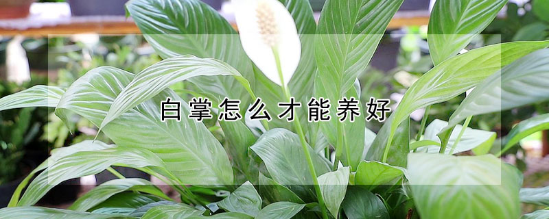 白掌怎么才能养好 白掌怎么养好?