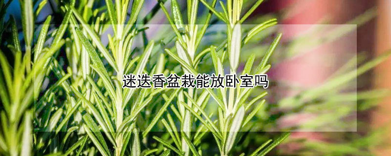 迷迭香盆栽能放卧室吗 迷迭香能不能放卧室