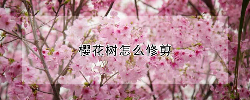 樱花树怎么修剪（樱花树怎么修剪才好看图片大全）