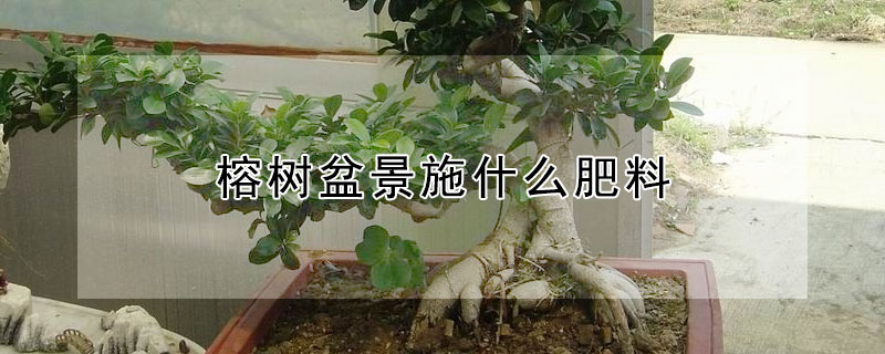 榕树盆景施什么肥料（榕树盆景施肥施什么肥）