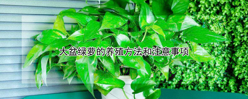 大盆绿萝的养殖方法和注意事项（大盆绿萝的养殖方法和注意事项图片）