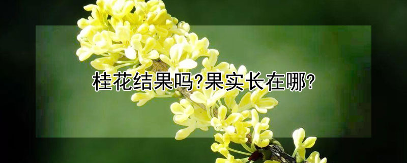 桂花结果吗?果实长在哪? 桂花结果实是什么品种