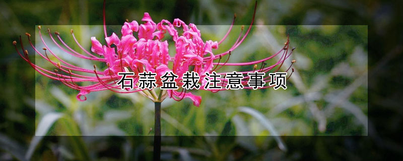 石蒜盆栽注意事项（石蒜盆栽注意事项和禁忌）