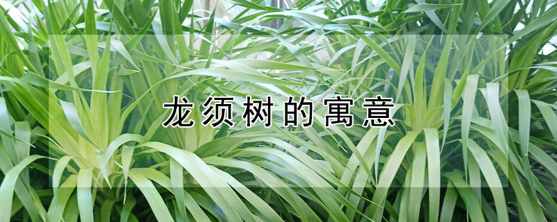 龙须树的寓意（龙须树的寓意与风水）