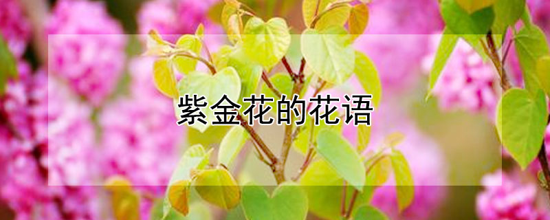 紫金花的花语（紫金花的花语和象征意义）