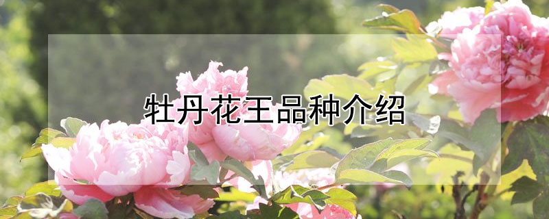 牡丹花王品种介绍 花王牡丹优缺点