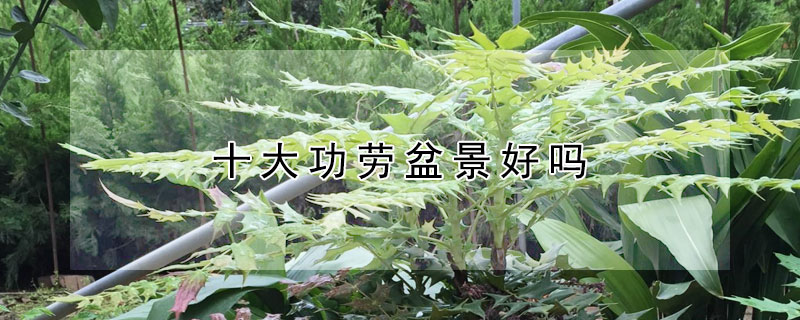 十大功劳盆景好吗 十大功劳盆景命名与寓意