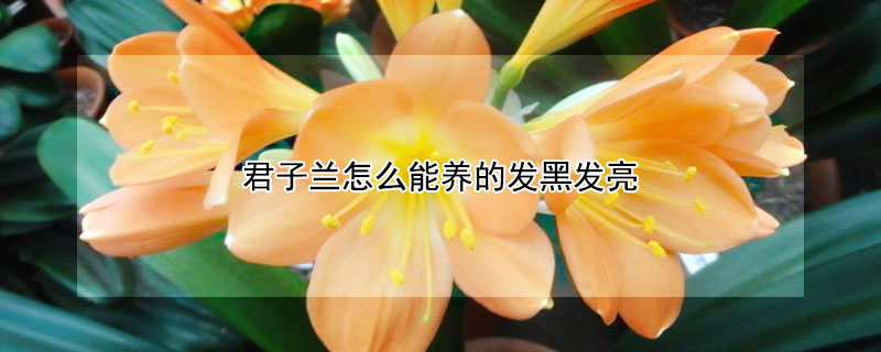 君子兰怎么能养的发黑发亮 君子兰怎么养才能叶子黑绿