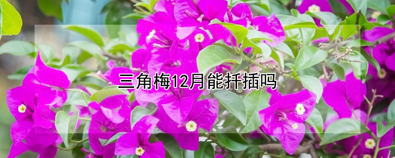 三角梅12月能扦插吗（三角梅12月能扦插吗图片）