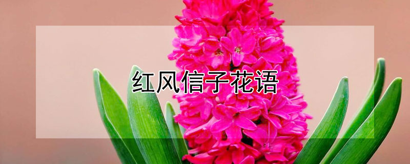 红风信子花语 红色风信子花语