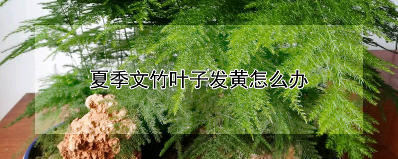 夏季文竹叶子发黄怎么办 夏季文竹叶子发黄怎么办视频