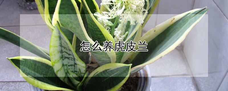 怎么养虎皮兰（怎么养虎皮兰最好）