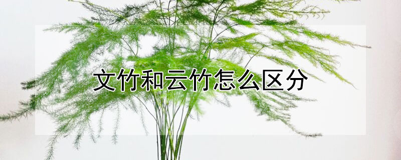 文竹和云竹怎么区分（文竹和云竹哪个品种好）
