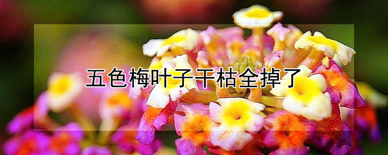 五色梅叶子干枯全掉了 五色梅叶子掉光