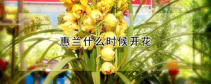 惠兰什么时候开花（惠兰什么时候开花怎样给）
