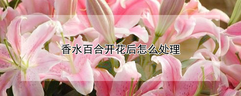 香水百合开花后怎么处理（百合花开过花后怎么处理）