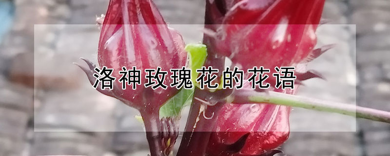 洛神玫瑰花的花语（洛神玫瑰花的花语和寓意）