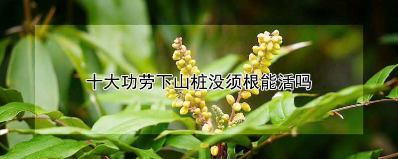 十大功劳下山桩没须根能活吗 十大功劳老桩