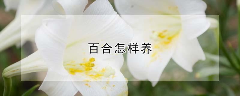 百合怎样养（百合怎样养时间长）