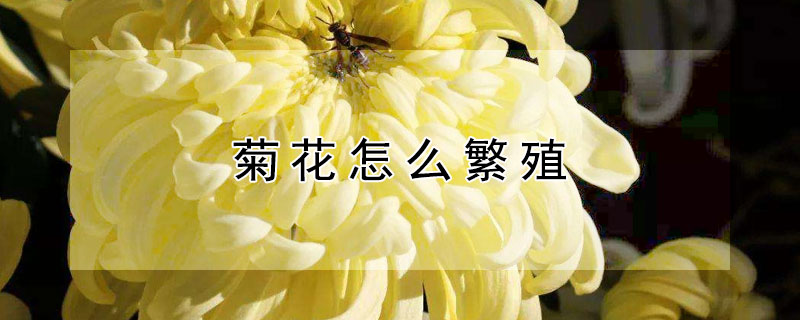 菊花怎么繁殖（菊花怎么繁殖方法）