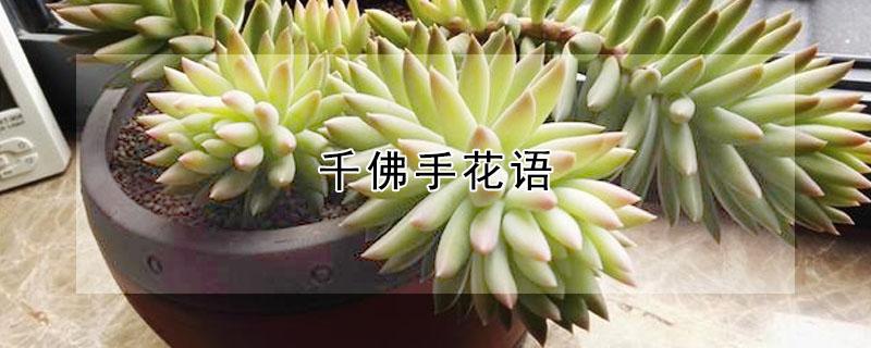 千佛手花语（千佛手花语和寓意）