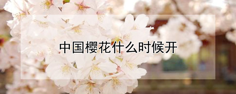 中国樱花什么时候开 中国樱花什么时候开花